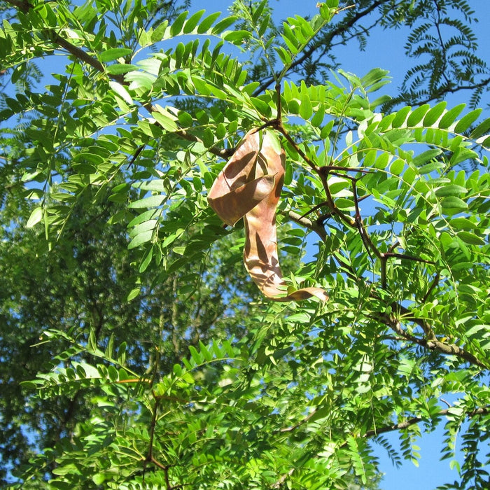 Honey Locust (Gleditsia triacanthos) 3 GAL
