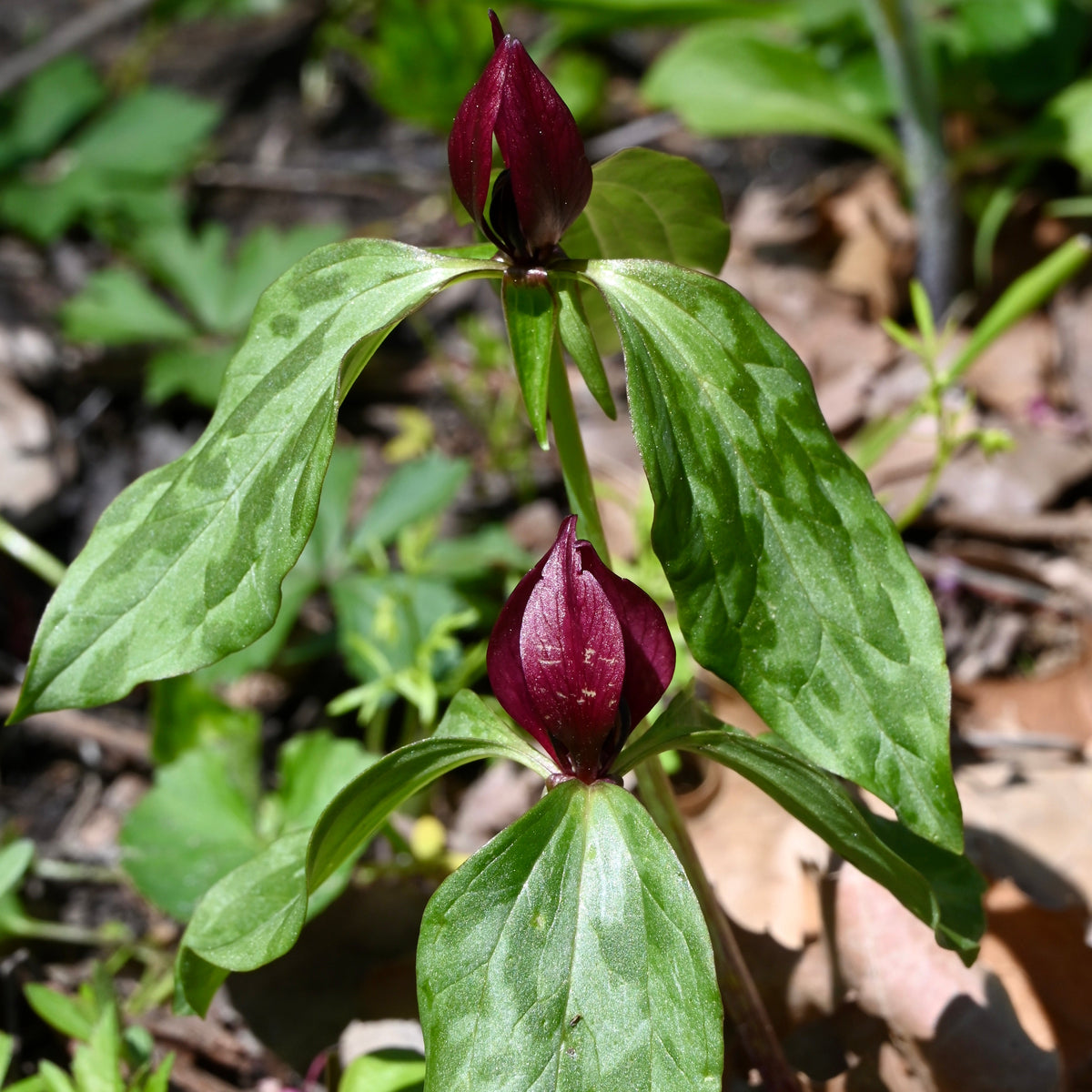 Prairie Trillium (Trillium recurvatum) BARE ROOT — Native Plants ...