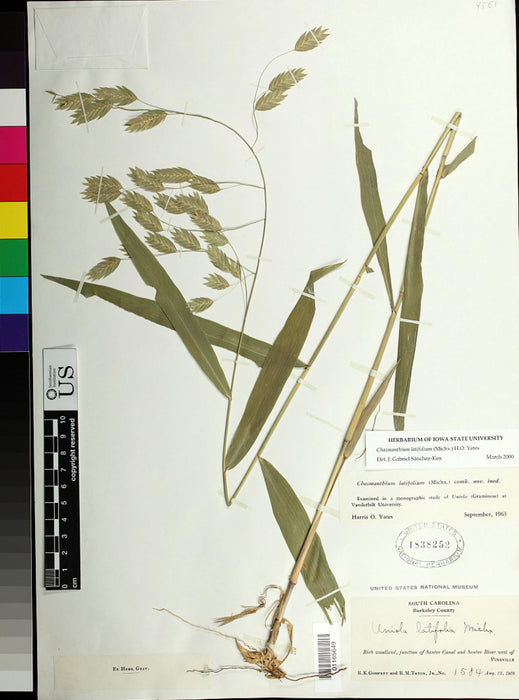 Northern Sea Oats (Chasmanthium latifolium) 1 GAL