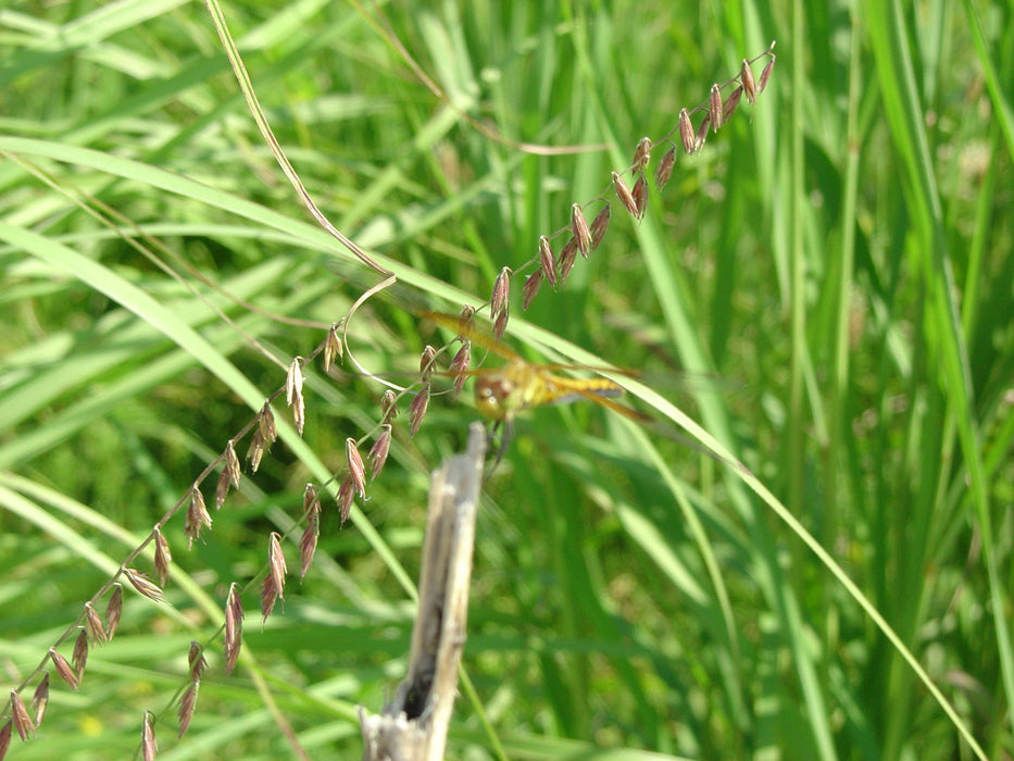 Side-oats Grama (Bouteloua curtipendula) 1 GAL