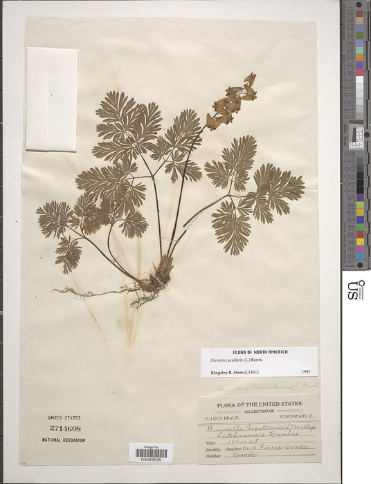 Dutchman’s Breeches (Dicentra cucullaria) BARE ROOT