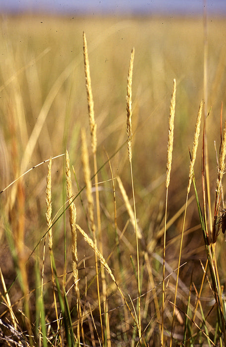 June Grass (Koeleria macrantha) 1 GAL