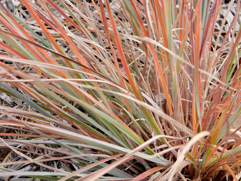 Little Bluestem (Schizachyrium scoparium) 1 GAL