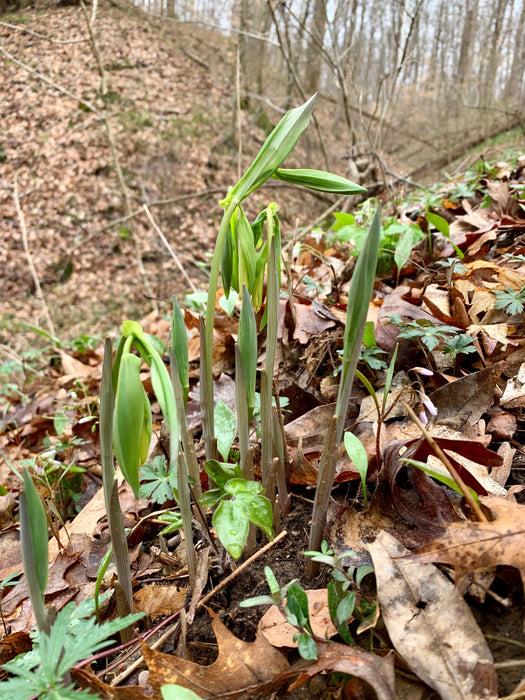 Large-flowered Bellwort (Uvularia grandiflora) BARE ROOT