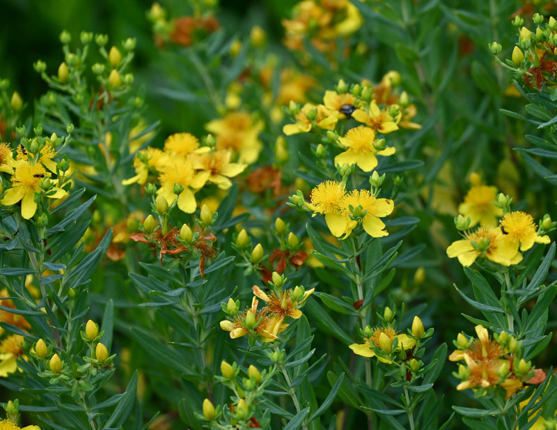 Kalm’s St. John’s Wort (Hypericum kalmianum)