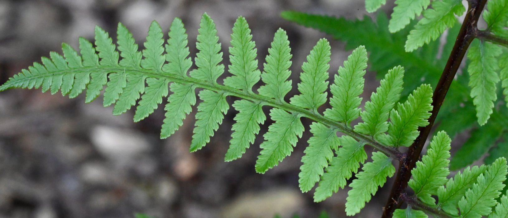 Lady Fern (Athyrium filix-femina) BARE ROOT