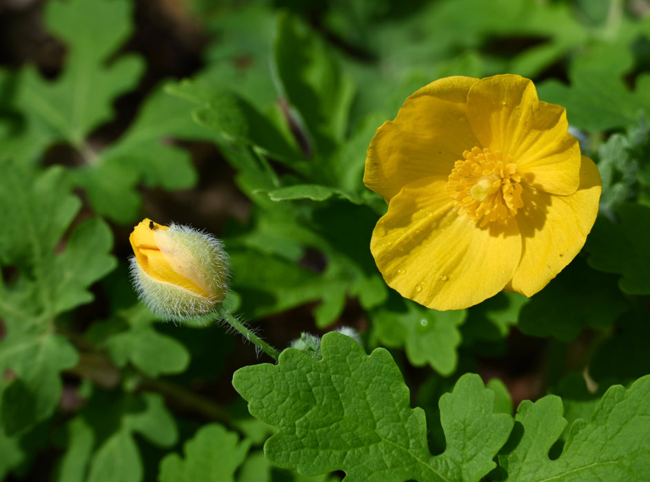 Wood Poppy (Stylophorum diphyllum) BARE ROOT