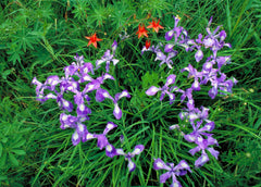 Dwarf Crested Iris (Iris cristata) BARE ROOT - SHIPS STARTING 03/11