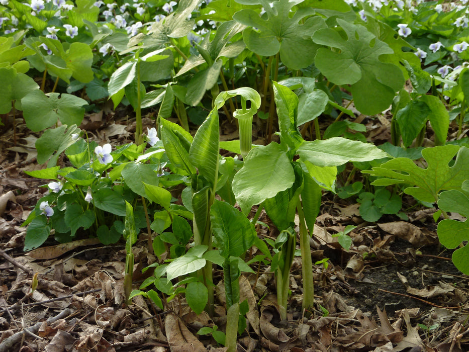 Jack-in-the-Pulpit (Arisaema triphyllum) BARE ROOT