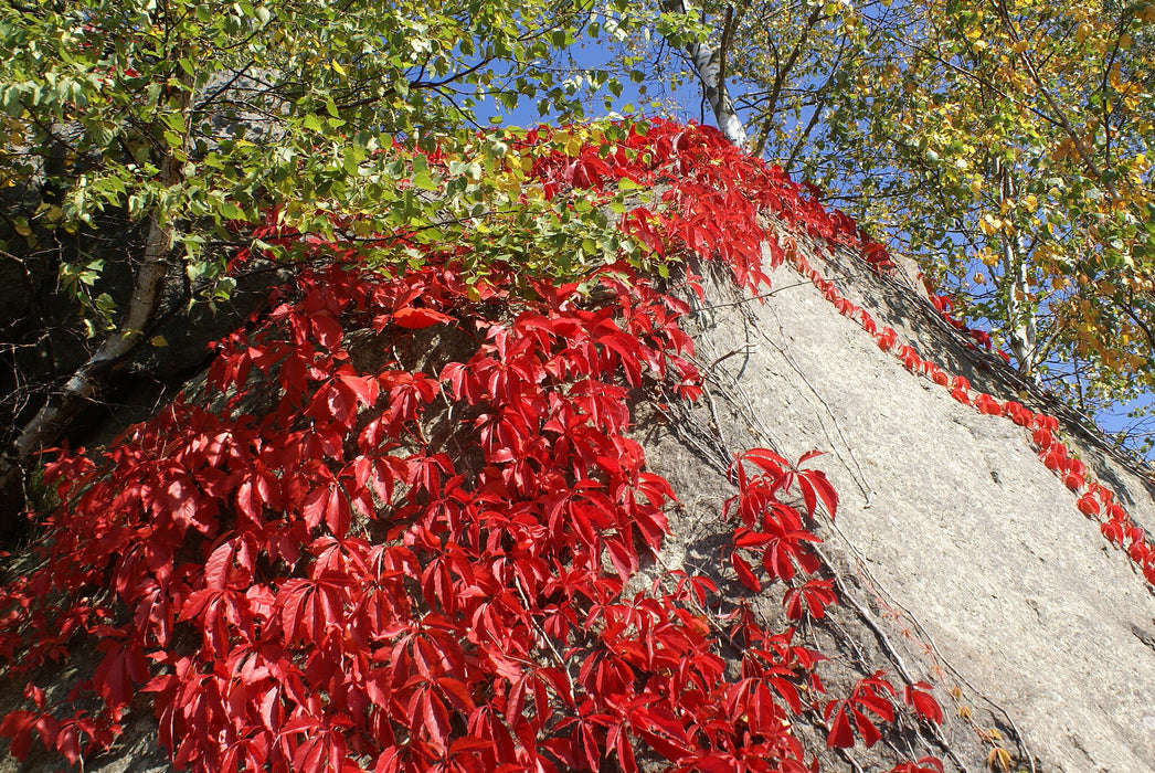 Virginia Creeper (Parthenocissus quinquefolia)
