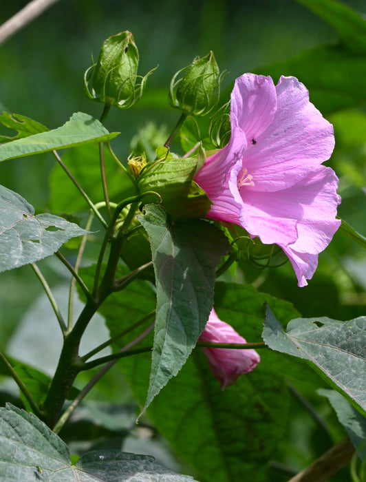 Halberd-leaved Rose Mallow (Hibiscus laevis) 1 GAL