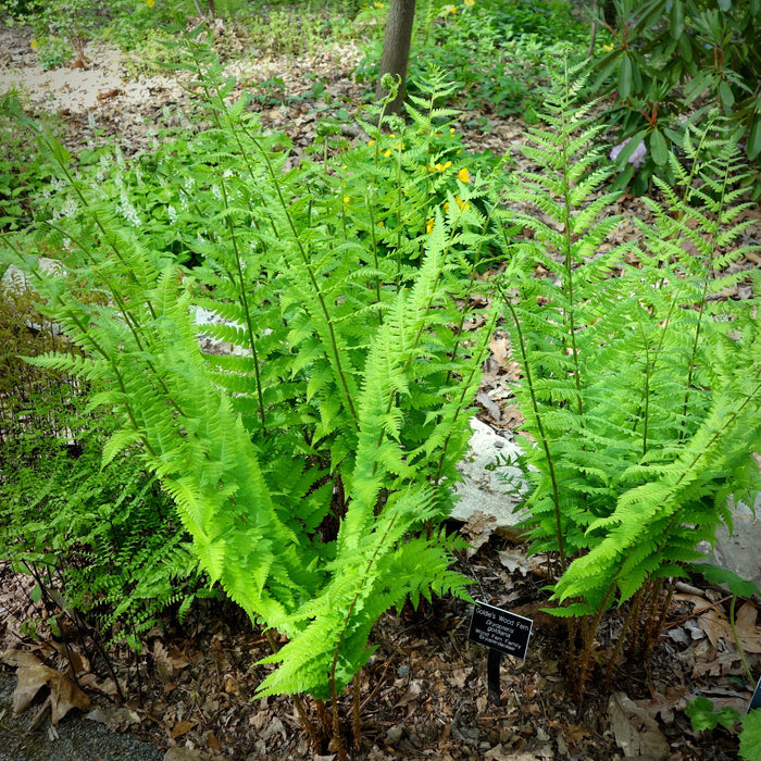 Goldie’s Fern (Dryopteris goldiana) BARE ROOT