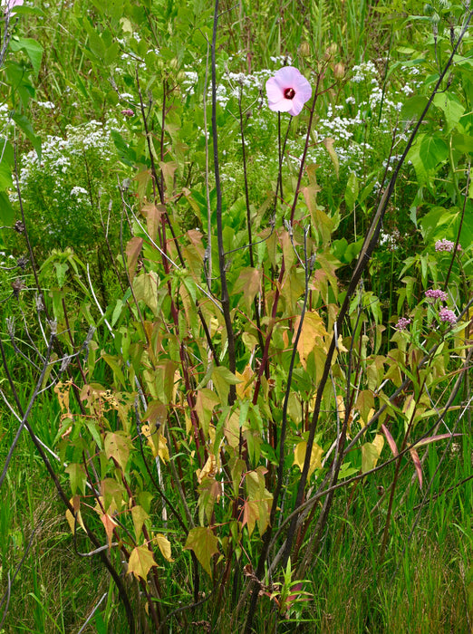 Halberd-leaved Rose Mallow (Hibiscus laevis) 1 GAL