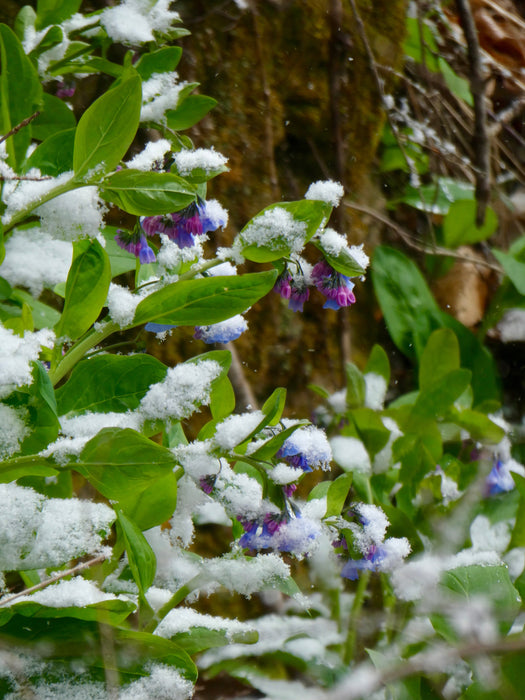 Virginia Bluebells (Mertensia virginica) BARE ROOT