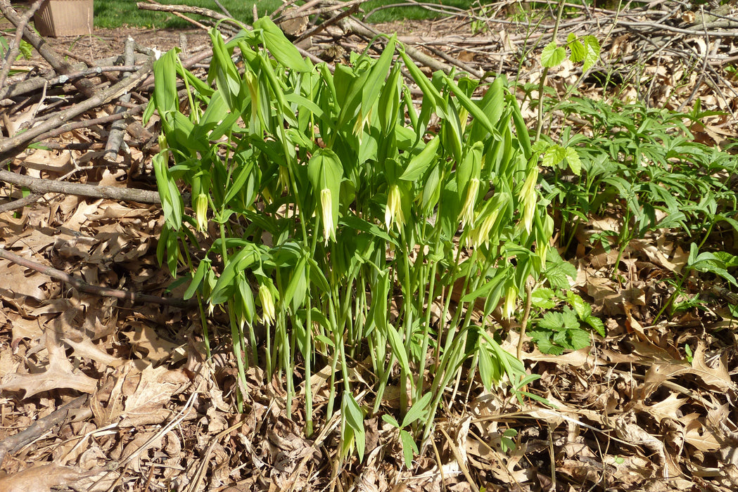 Large-flowered Bellwort (Uvularia grandiflora) BARE ROOT