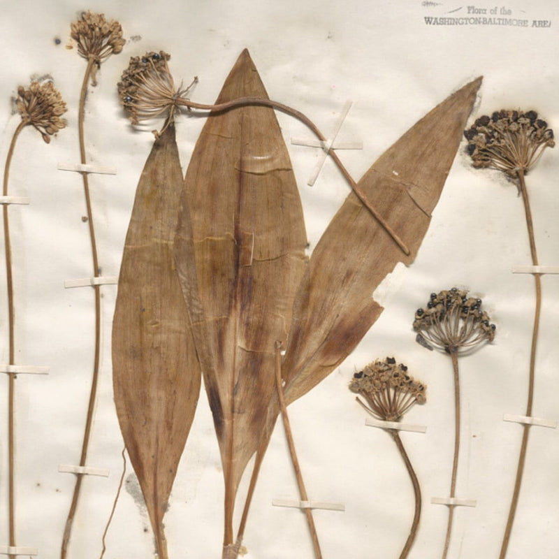 Wild Leek (Allium tricoccum) BARE ROOT - SHIPS STARTING 03/11