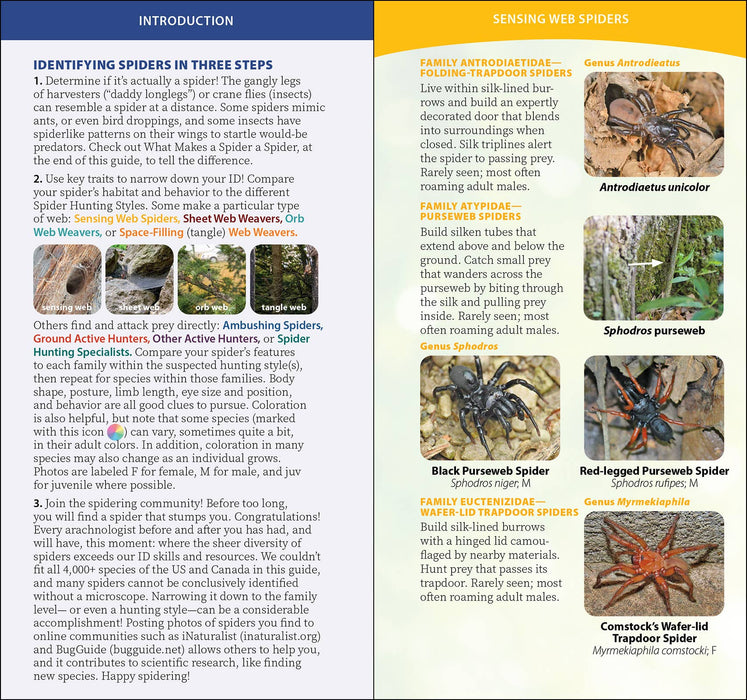 Spiders of the United States & Canada Quick Guide