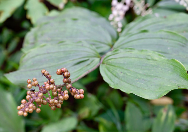 Solomon’s Plume (Maianthemum racemosum) BARE ROOT - SHIPS BEGINNING WEEK OF 12/2