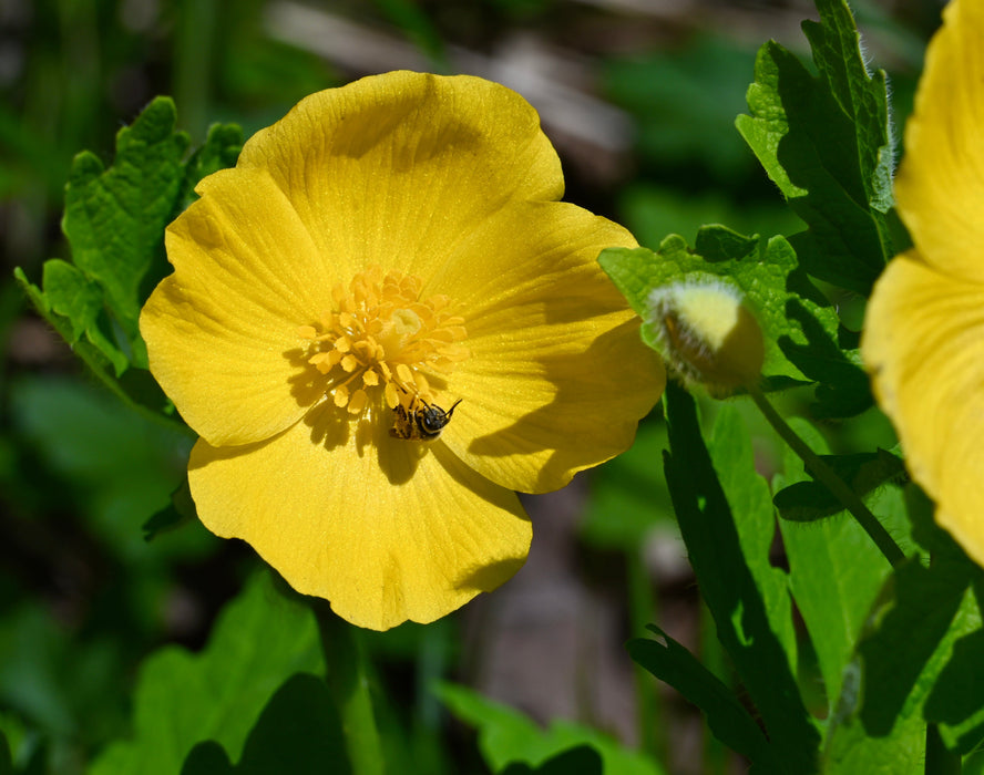 Wood Poppy (Stylophorum diphyllum) BARE ROOT