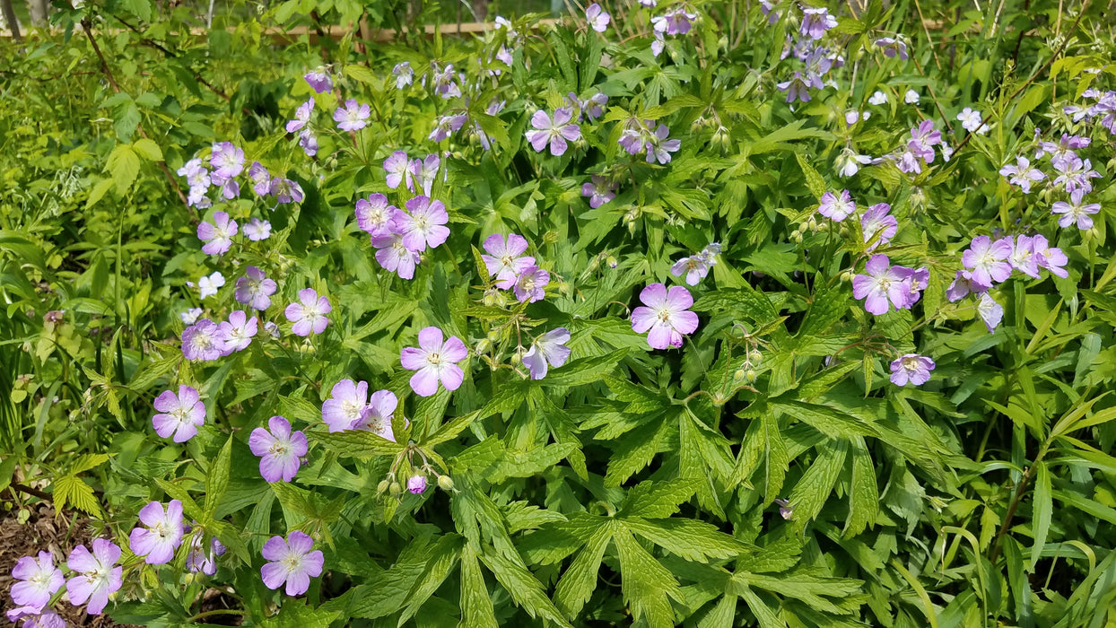 Wild Geranium (Geranium maculatum) BARE ROOT