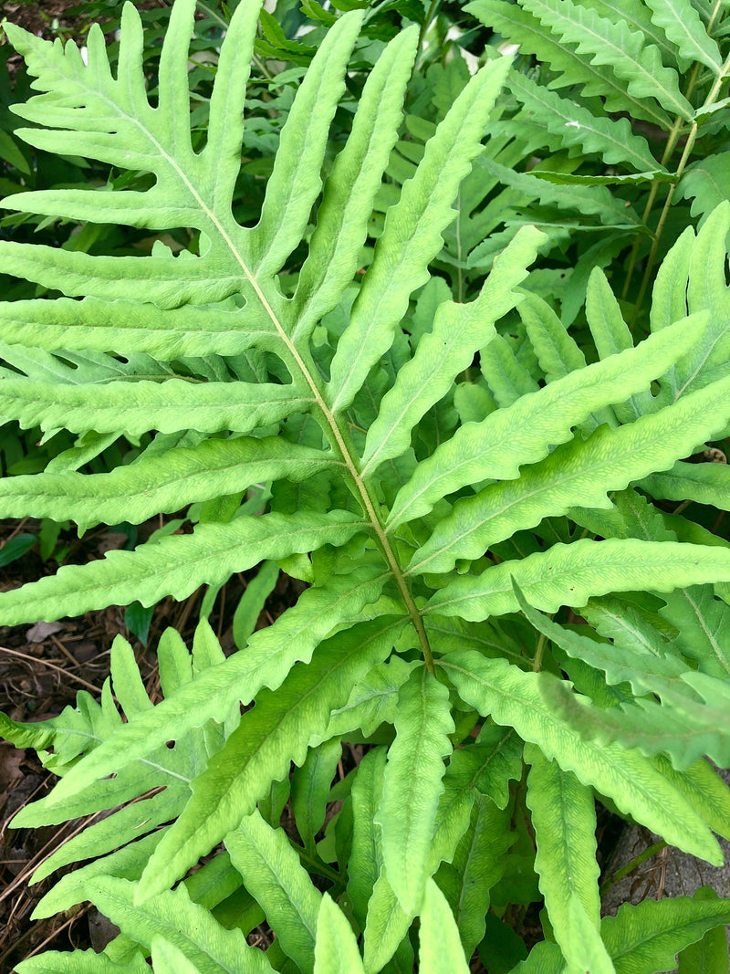 Sensitive Fern (Onoclea sensibilis) BARE ROOT - SHIPS BEGINNING WEEK OF 12/2