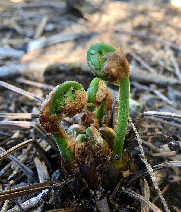 Ostrich Fern (Matteuccia struthiopteris) BARE ROOT