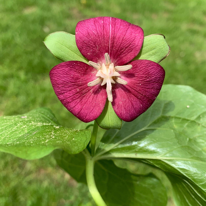 Red Trillium (Trillium erectum) BARE ROOT