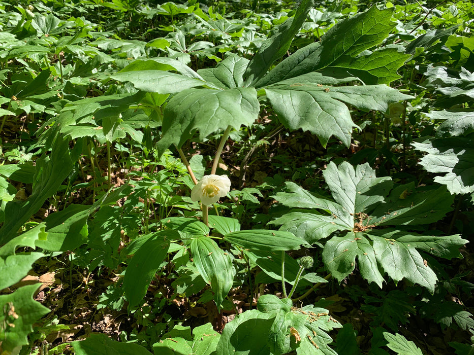 Mayapple (Podophyllum peltatum) BARE ROOT