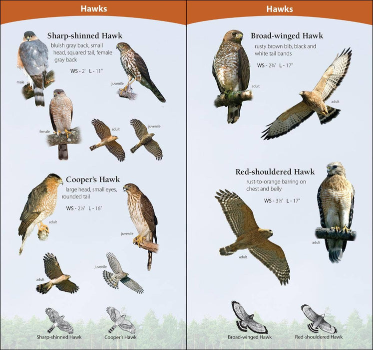 Birds of Prey of Midwest Quick Guide