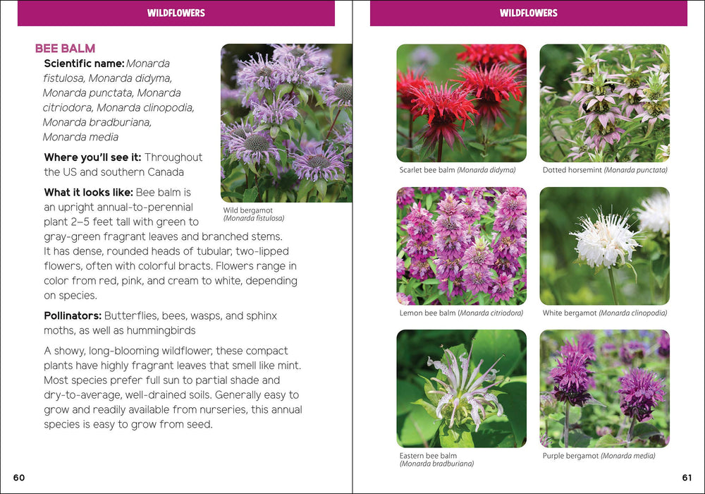Pollinators & Native Plants for Kids