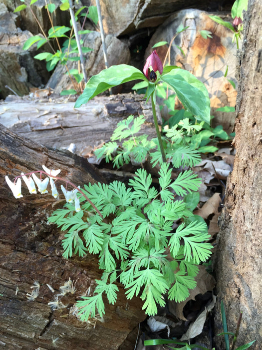 Prairie Trillium (Trillium recurvatum) BARE ROOT