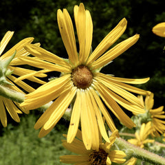 Seed Pack - Prairie Dock (Silphium terebinthinaceum)