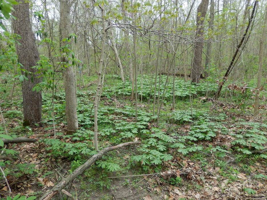 Mayapple (Podophyllum peltatum) BARE ROOT