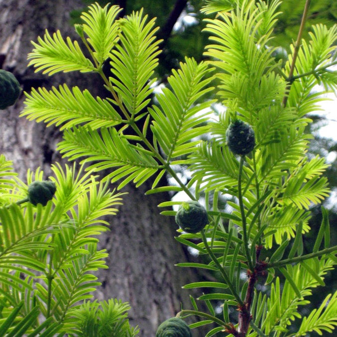 Bald Cypress (Taxodium distichum)
