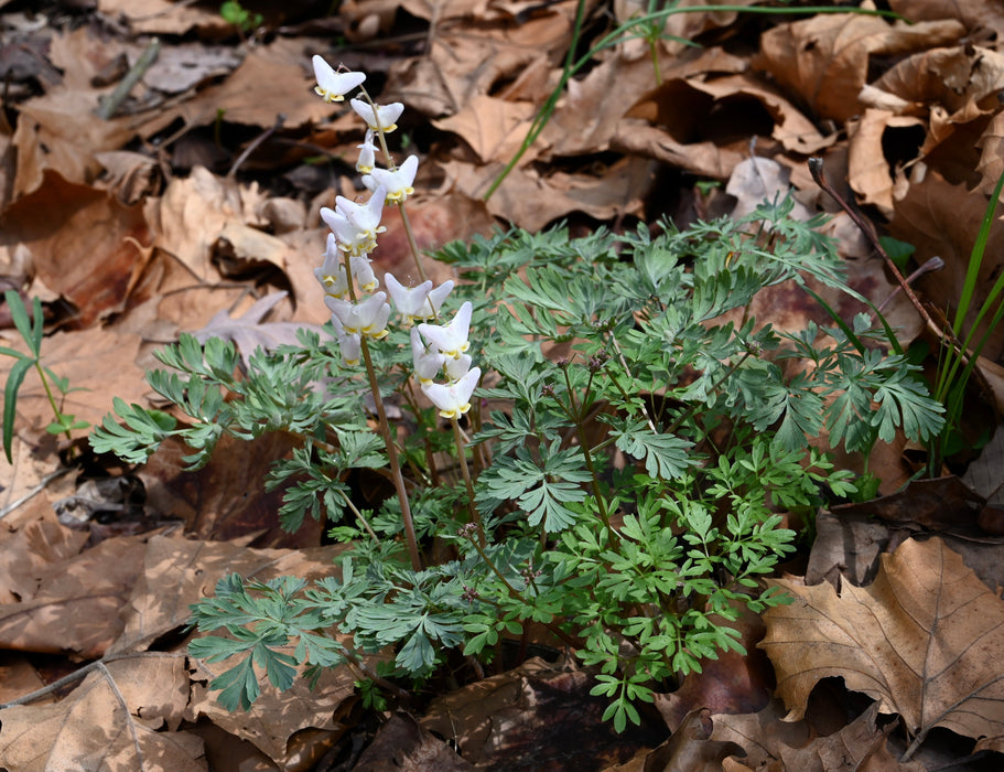 Dutchman’s Breeches (Dicentra cucullaria) BARE ROOT