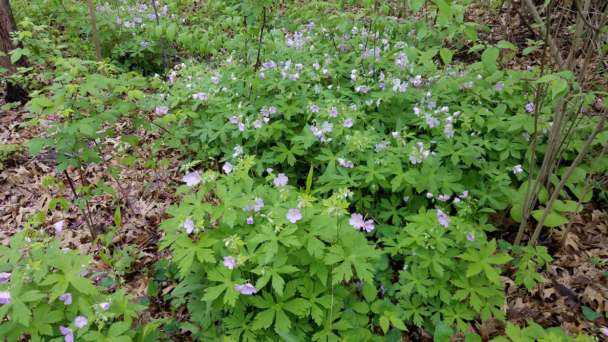 Wild Geranium (Geranium maculatum) BARE ROOT