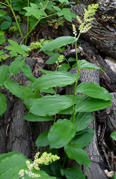 Solomon’s Plume (Maianthemum racemosum) BARE ROOT