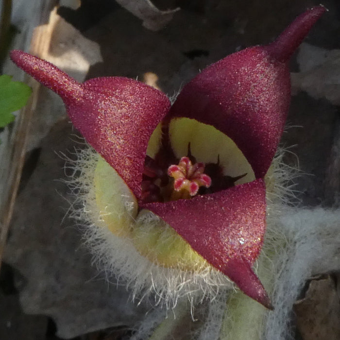 Wild Ginger (Asarum canadense) BARE ROOT