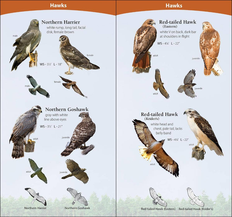 Birds of Prey of Midwest Quick Guide