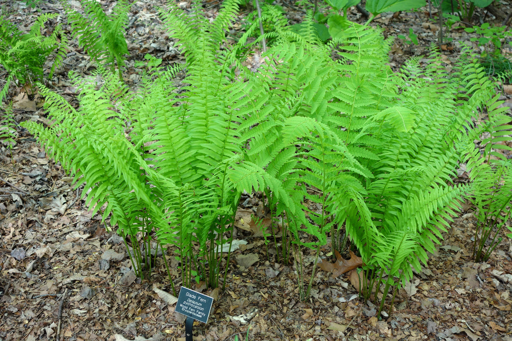 Glade Fern (Diplazium pycnocarpon) BARE ROOT