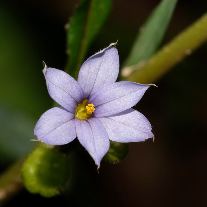 Stout Blue-eyed Grass (Sisyrinchium angustifolium) BARE ROOT