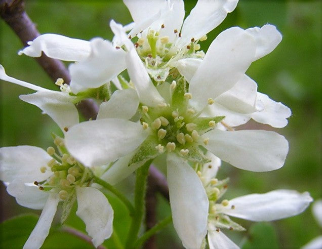 Shadblow Serviceberry (Amelanchier canadensis)