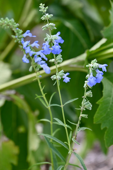 Seed Pack - Blue Sage (Salvia azurea)