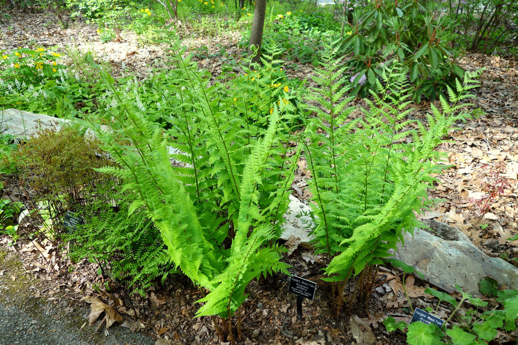 Goldie’s Fern (Dryopteris goldiana) BARE ROOT