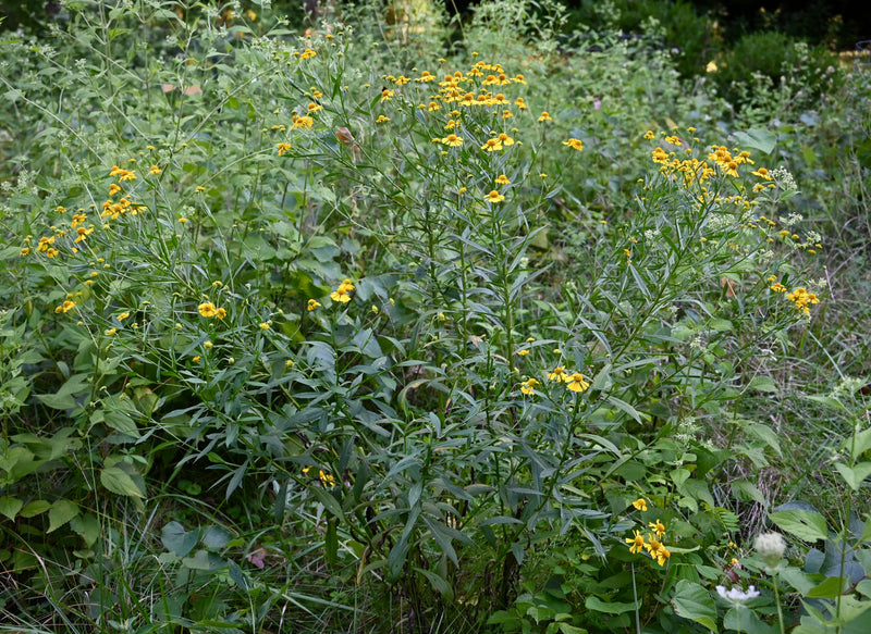 Seed Pack - Autumn Sneezeweed (Helenium autumnale)