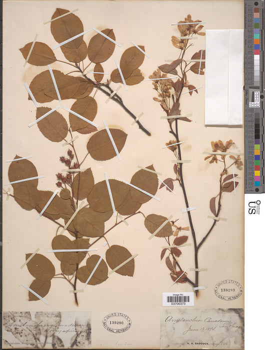 Shadblow Serviceberry (Amelanchier canadensis)