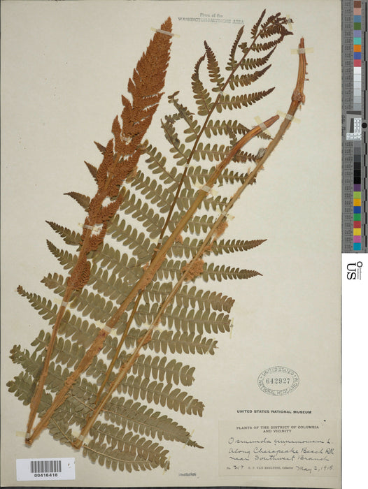 Cinnamon Fern (Osmunda cinnamomea) BARE ROOT