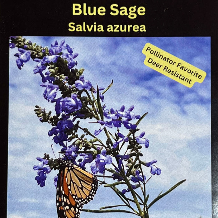 Seed Pack - Blue Sage (Salvia azurea)