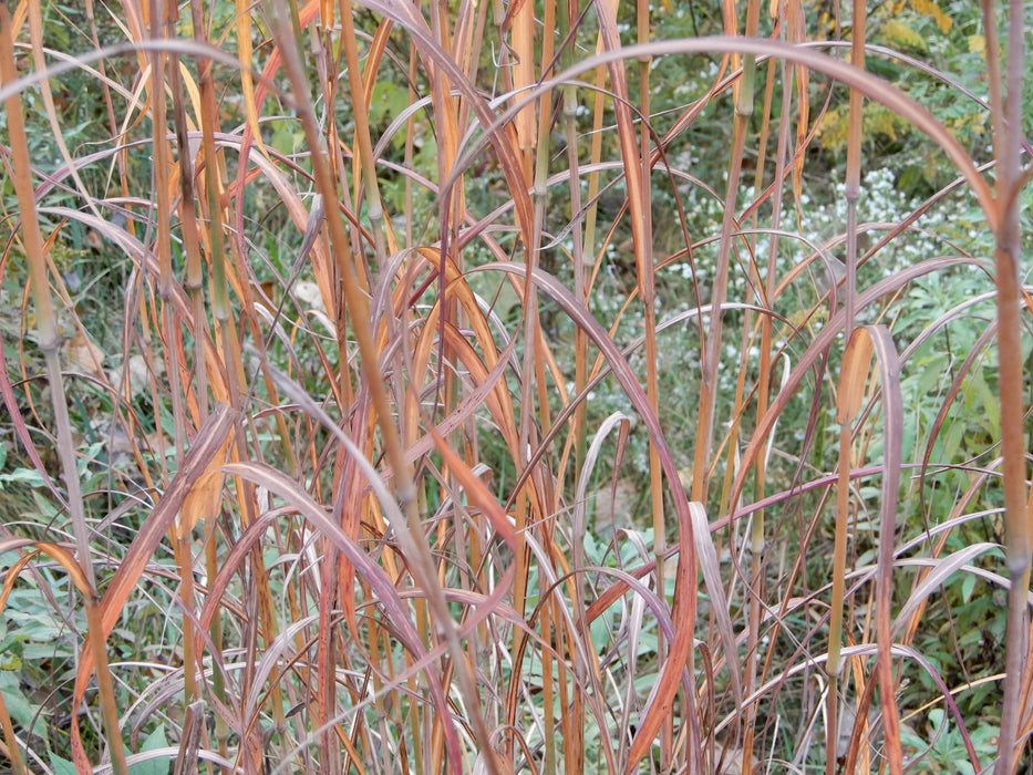 Big Bluestem (Andropogon gerardii) 1 GAL