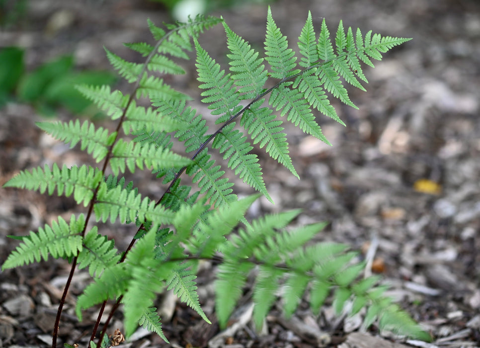 Lady Fern (Athyrium filix-femina) BARE ROOT